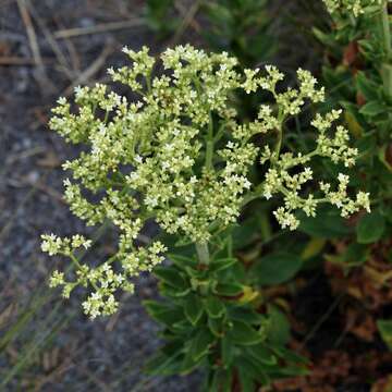 Image de Galianthe liliifolia (Standl.) E. L. Cabral