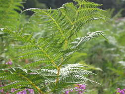 Image of brackenfern