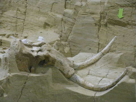 Image of Columbian mammoth