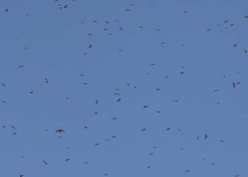 Image of Tachycineta Swallows