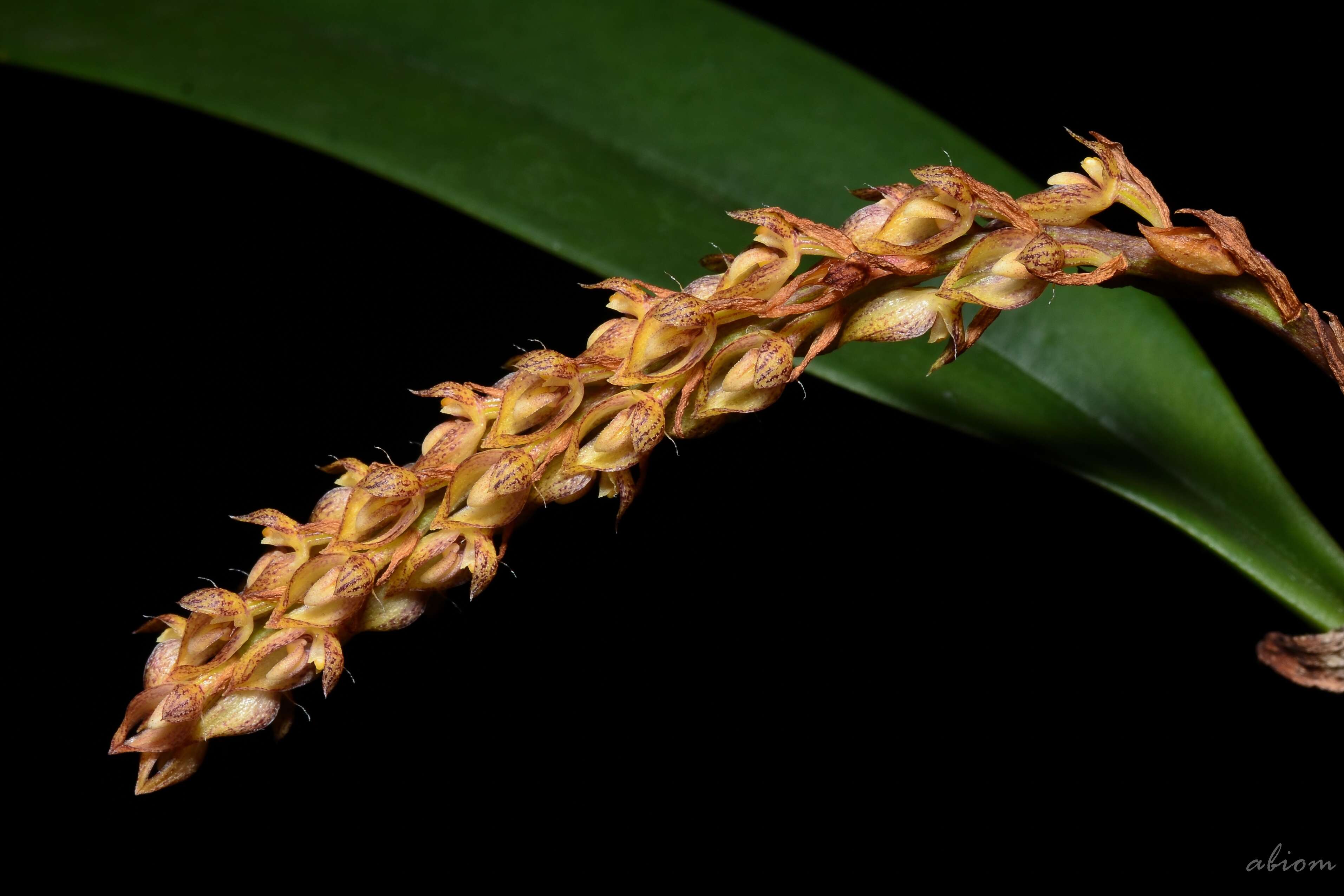 Image of Bulbophyllum morphologorum Kraenzl.