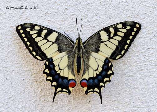 Image of Old World Swallowtail