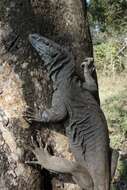 Image of monitor lizards