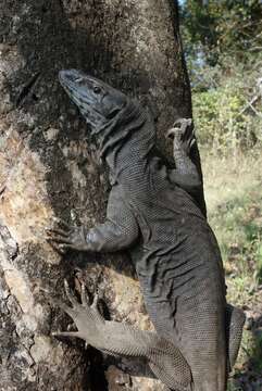 Image of Bengal Monitor Lizard