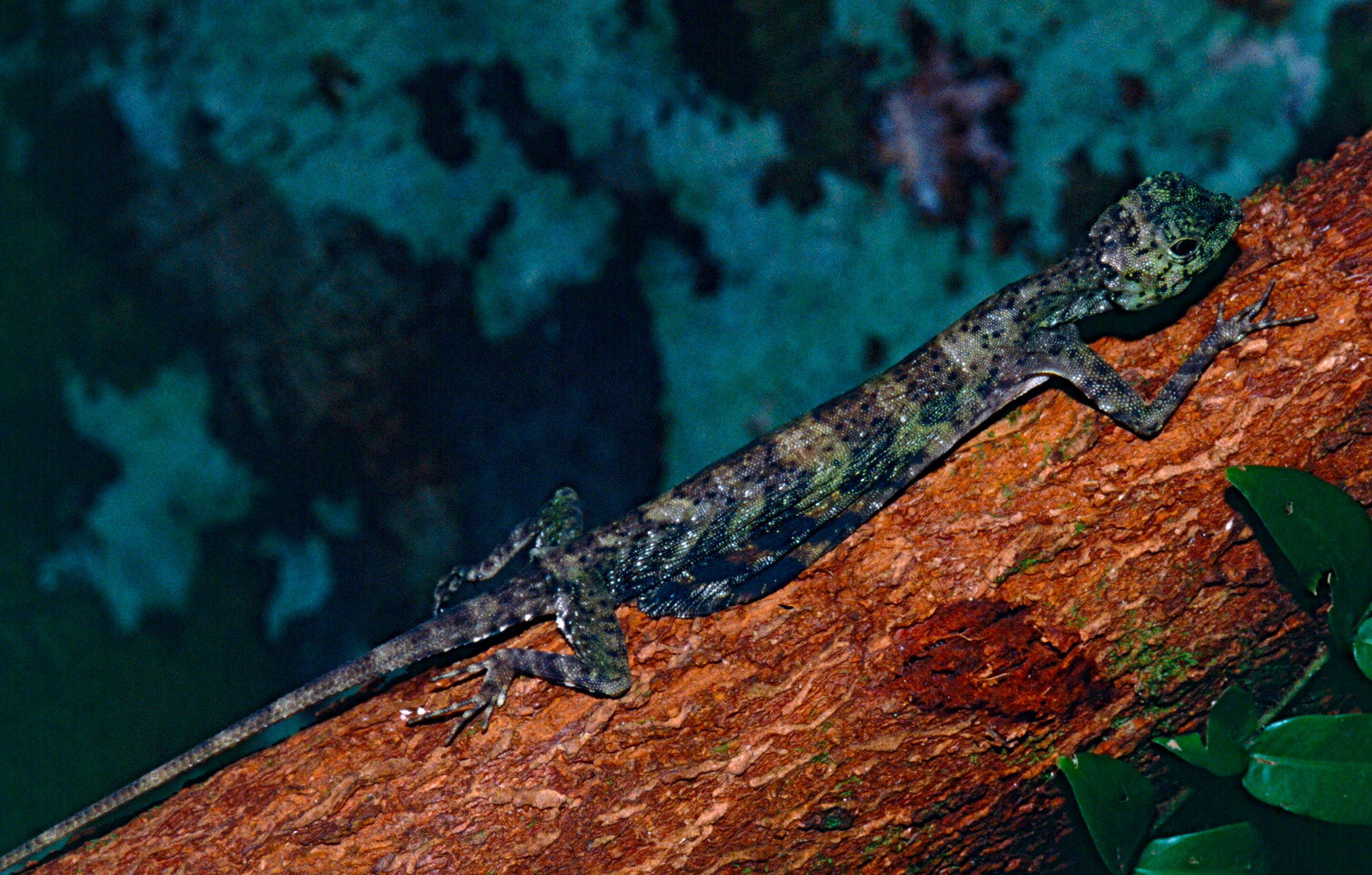 Image of Draco Lizards