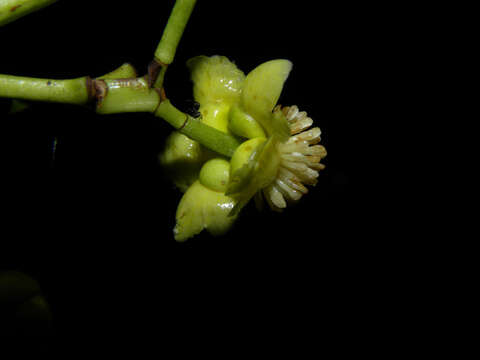 Image of Tovomita longifolia (L. C. Rich.) Hochr.