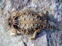 Image of horned lizard