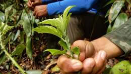 Image de Tournefortia bicolor Sw.