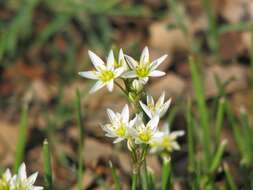 Image of false garlic