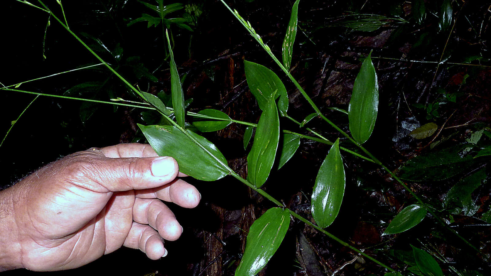 Imagem de Ichnanthus nemoralis (Schrad.) Hitchc. & Chase