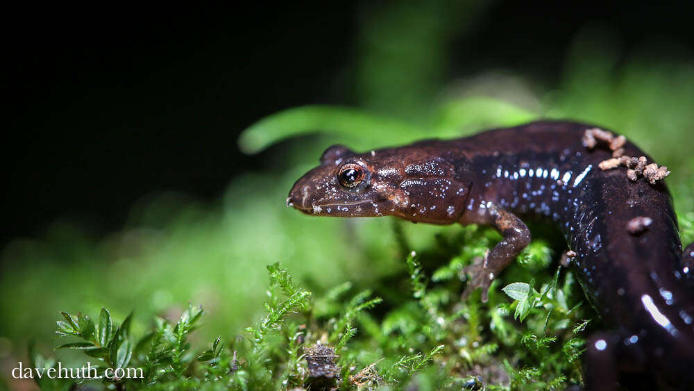 Image de Salamandre sombre du Nord