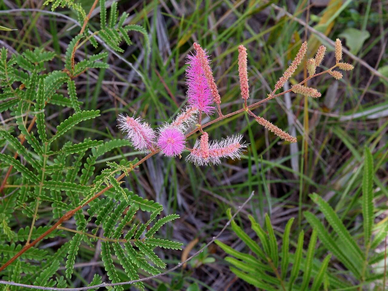 Image of Mimosa pteridifolia Benth.