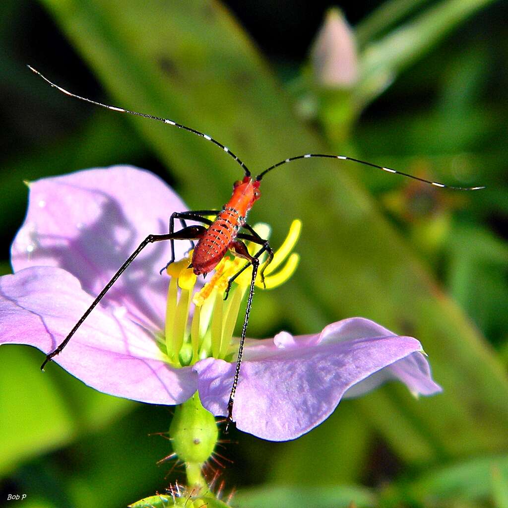 Image of Scudder's bush katydids