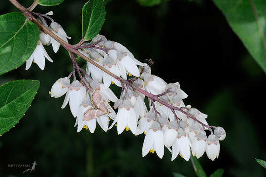 Image of Deutzia pulchra S. Vidal