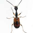 Image of Long-necked Ground Beetle