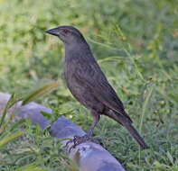 Image of Cowbird