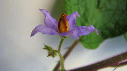 Image of Solanum reflexiflorum Moric. ex Dun.