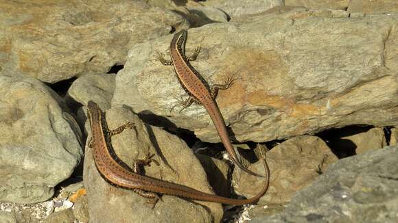 Image of water skink