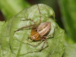 Image of lynx spider