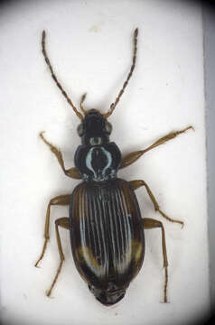 Image of Ground beetle