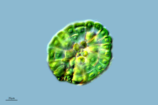 Image of Coleochaetophyceae