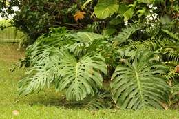 Image of monstera