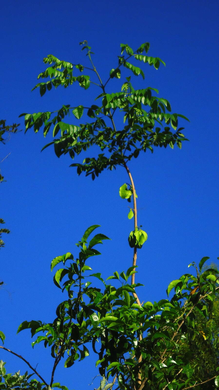 Imagem de Jacaranda jasminoides (Thunb.) Sandwith