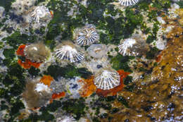 Image of Javan false limpet