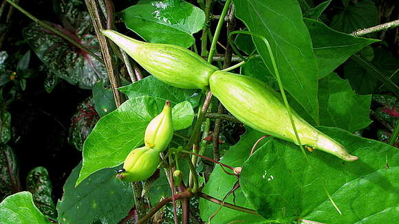 Image of Oxypetalum harleyi (Fontella & Goyder) Farin.