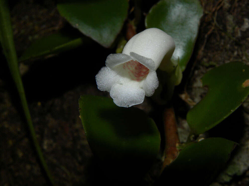 Image of Codonanthe macradenia Donn. Sm.