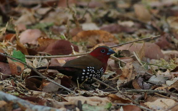 Image of Peters's Twinspot