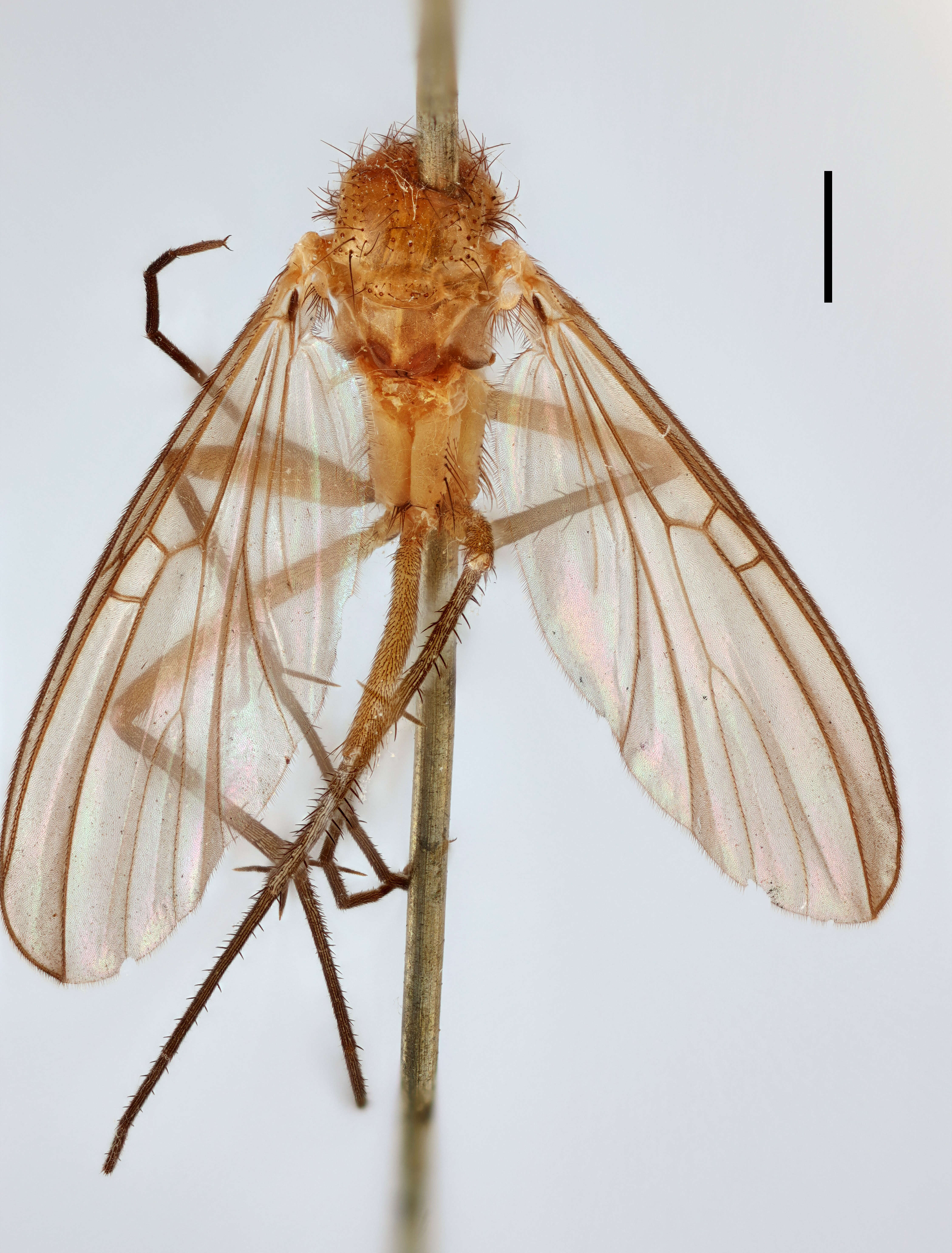 Image of Sciophila