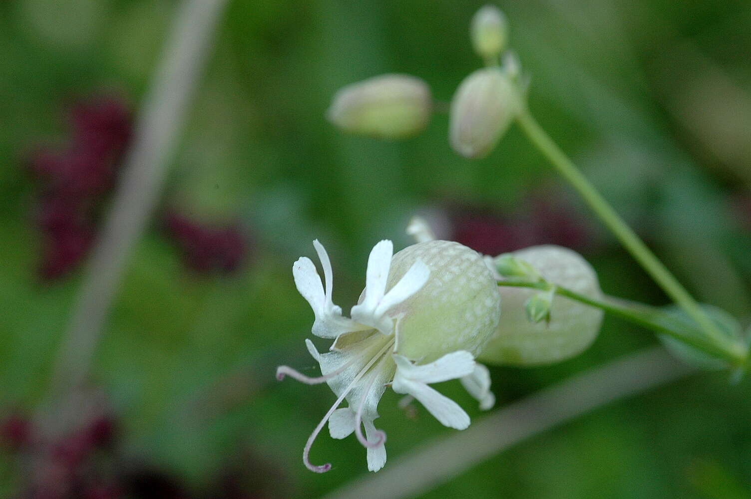 Image of Catchfly