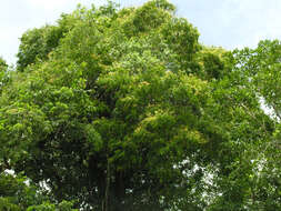 Image of dragonsblood tree