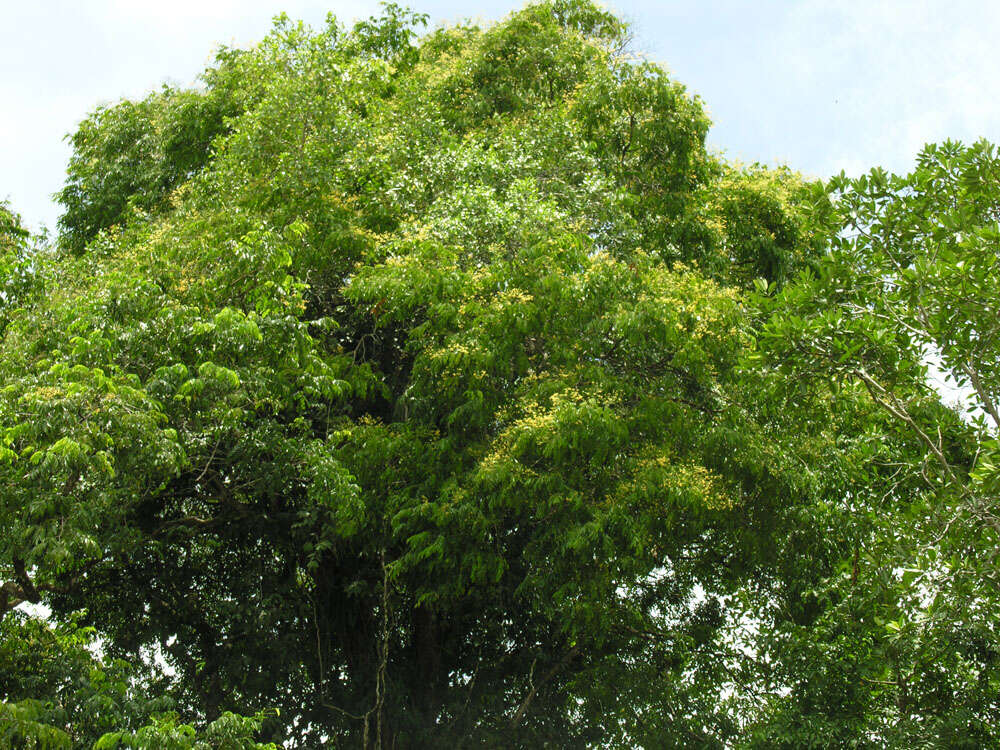 Image of pterocarpus