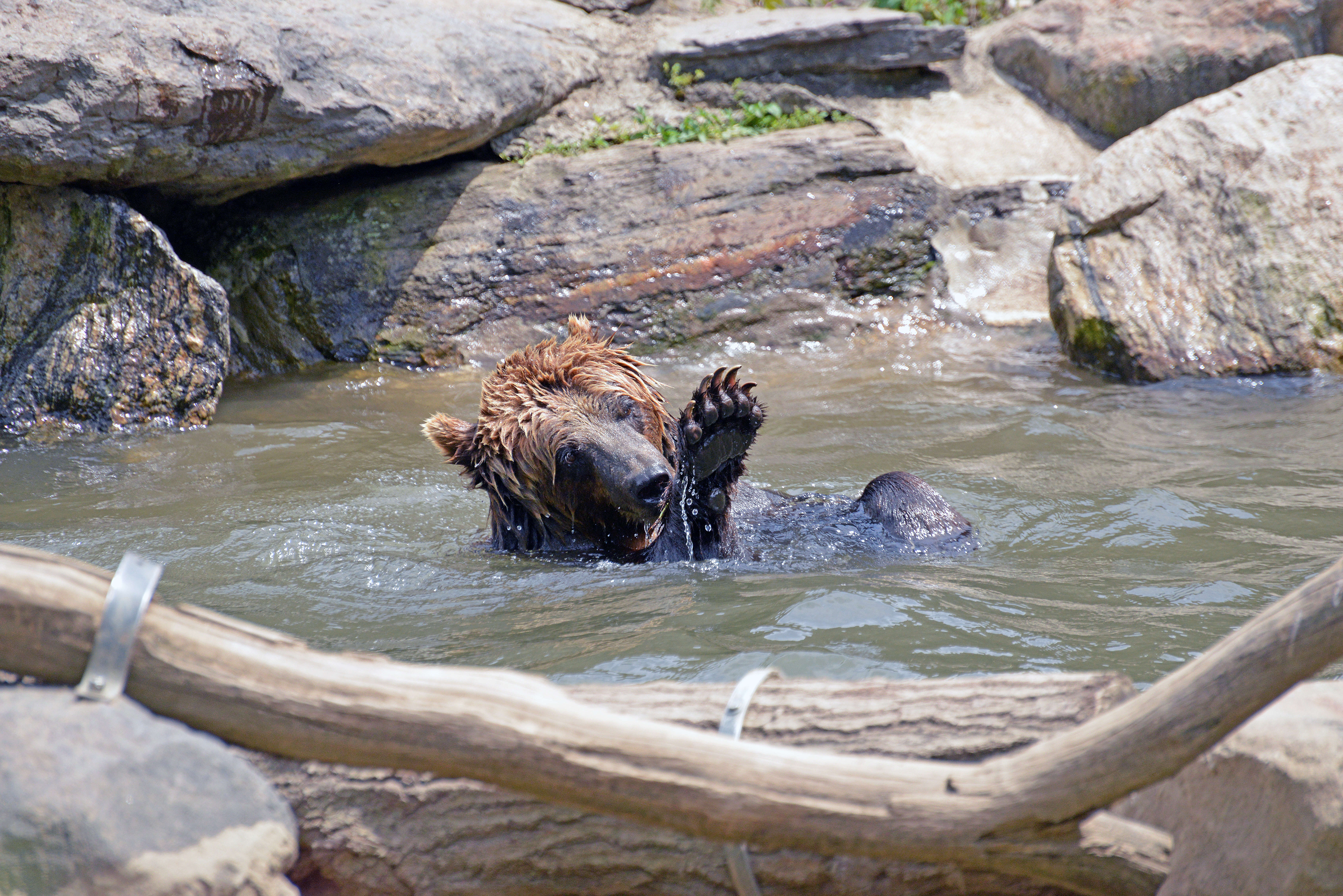 Image of Brown Bear