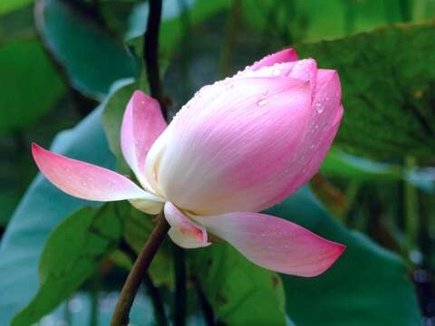 Image of lotus