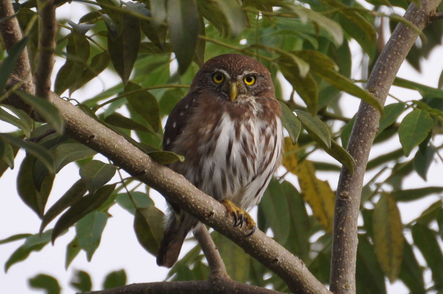 Image of Ferruginous Pygmy Owl