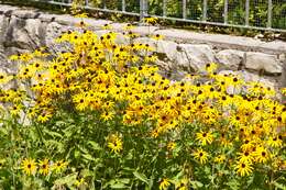 Image of blackeyed Susan