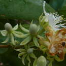 Imagem de Luehea ochrophylla Mart.