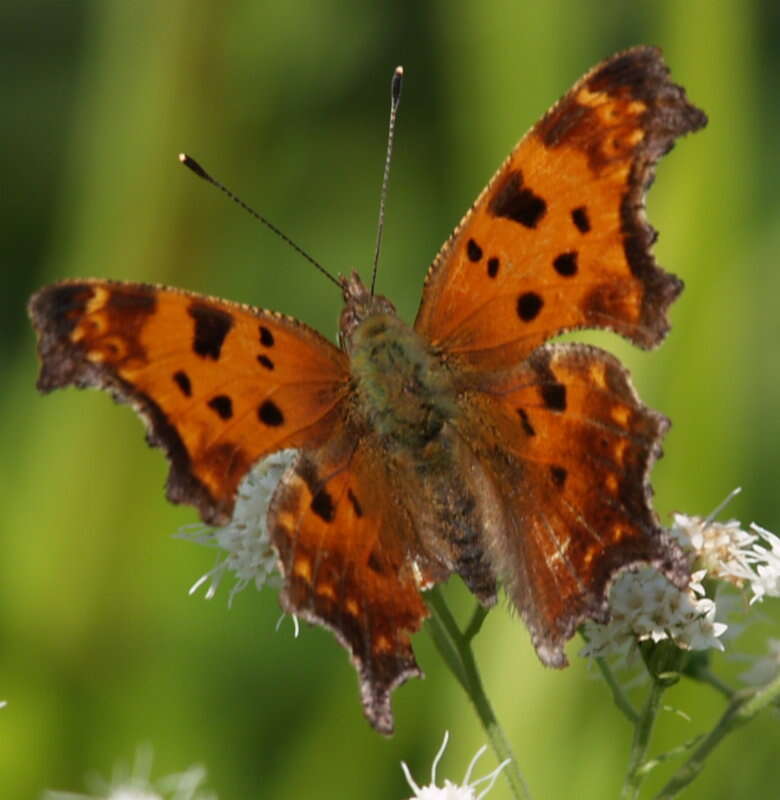 Sivun Polygonia comma Harris 1852 kuva