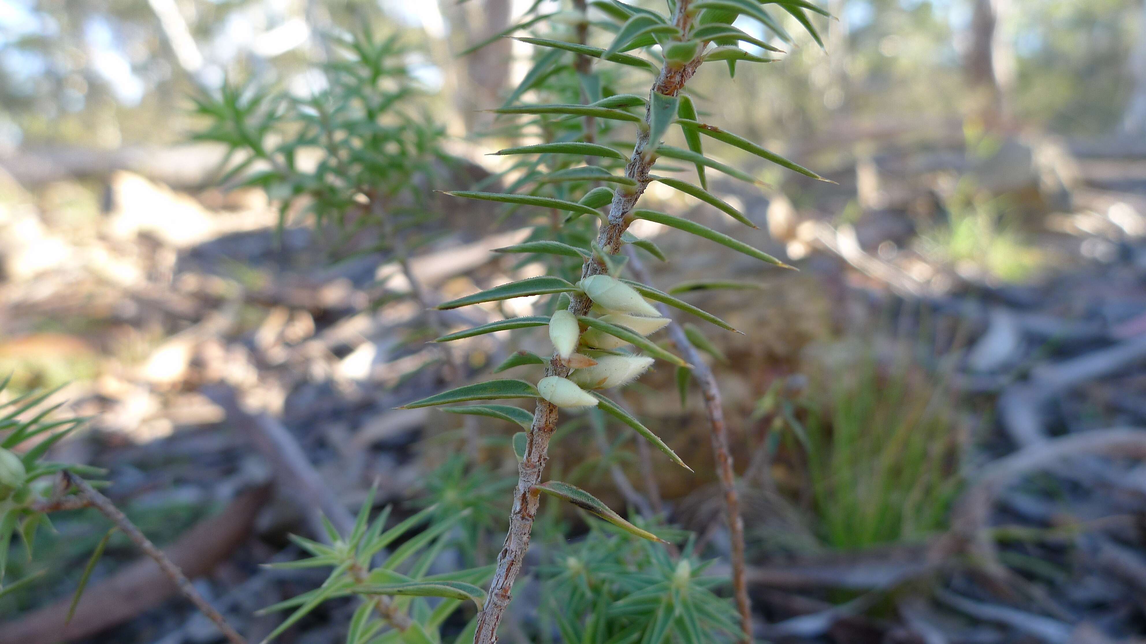 Image of Melichrus urceolatus R. Br.