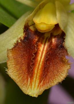 Image of Brown Rock Orchid