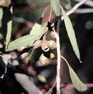 Image of Eucalyptus angulosa Schauer