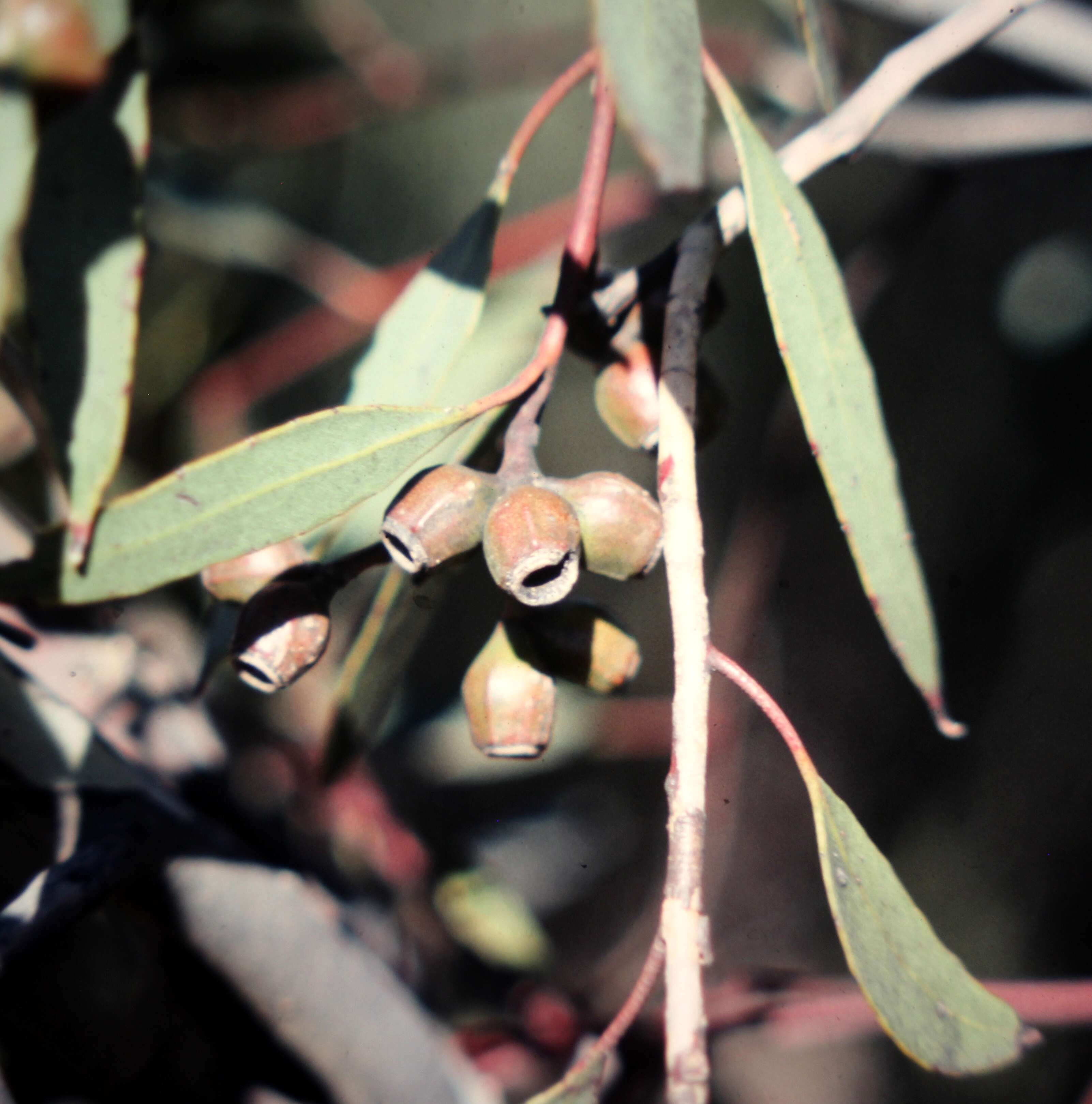 Image of Eucalyptus angulosa Schauer