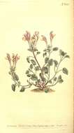 Sivun Scutellaria grandiflora Sims kuva