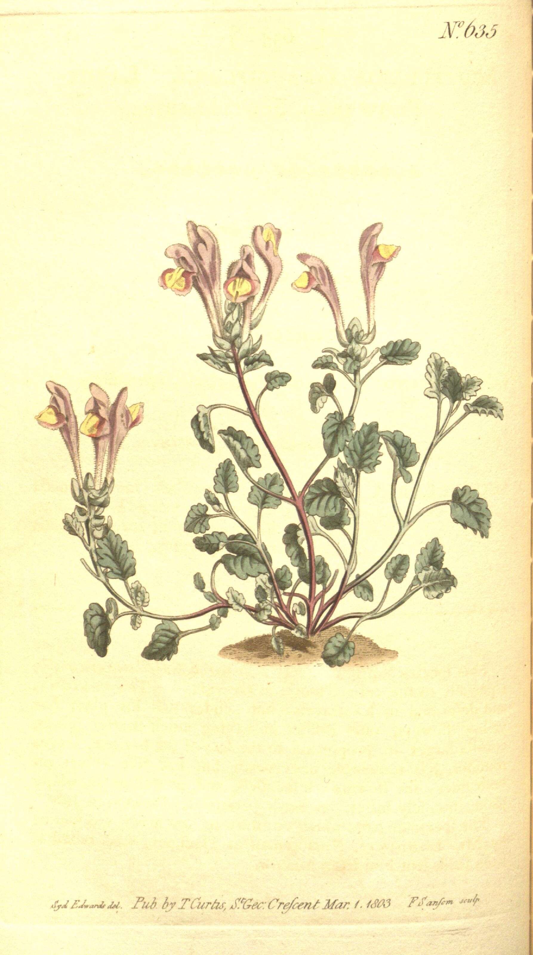 Image de Scutellaria grandiflora Sims
