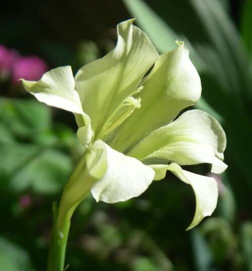 Imagem de Gladiolus tristis L.