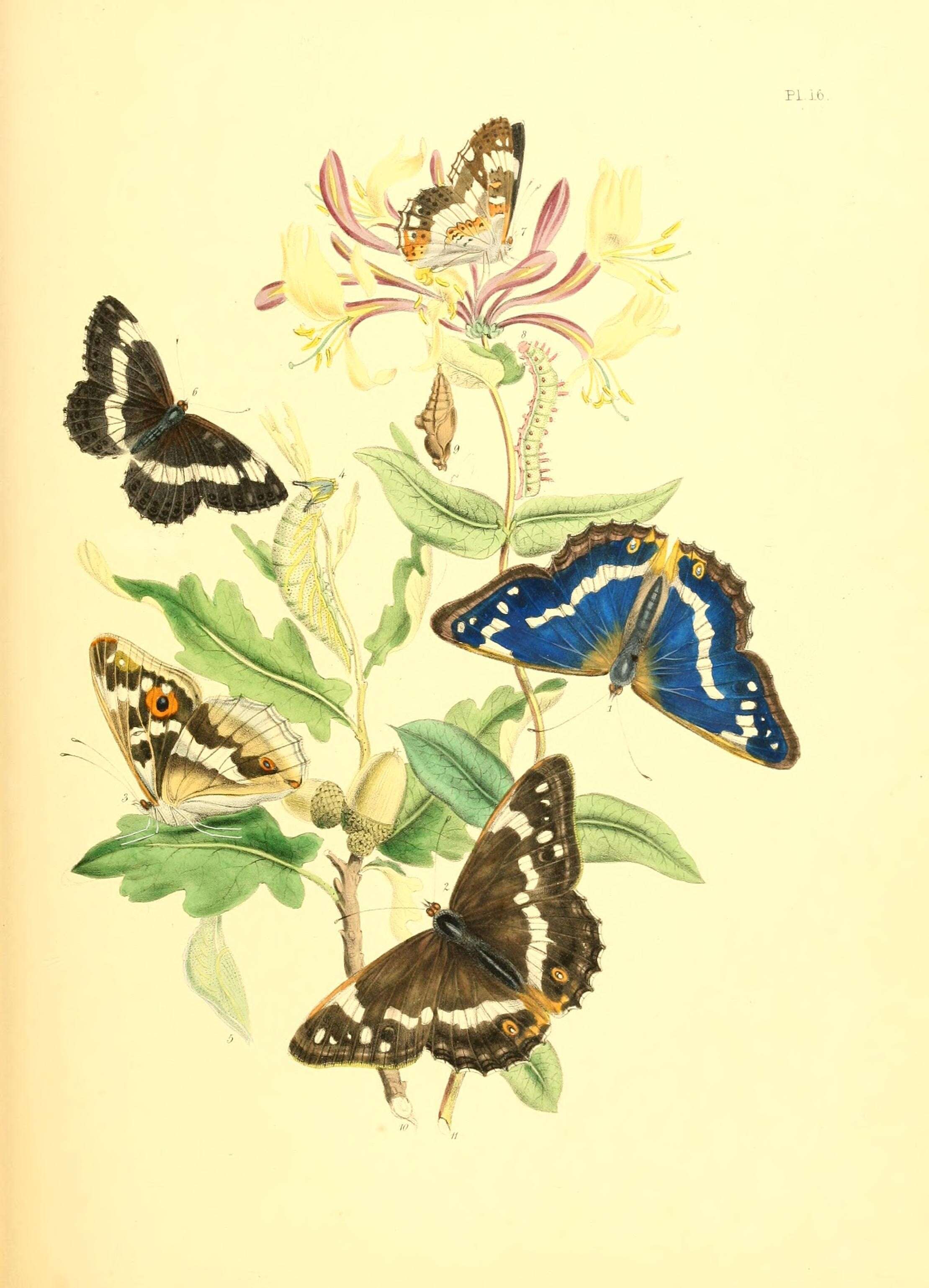 Imagem de Apatura iris Linnaeus 1758