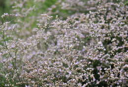 Imagem de Limonium gerberi A. Soldano